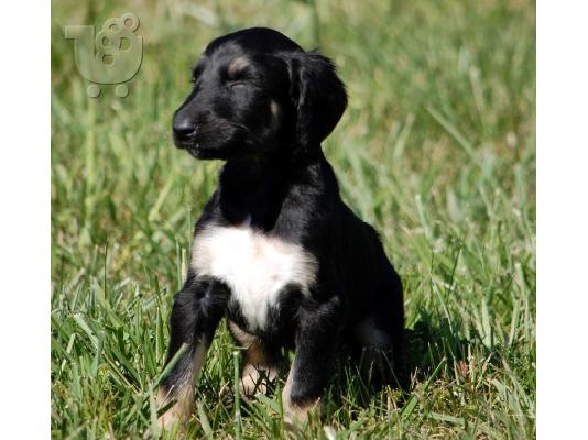 PoulaTo: Afghan Hound Puppies for sale
